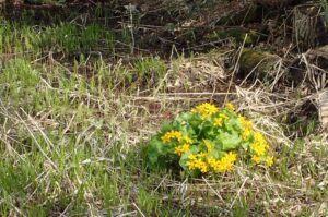 エゾノリュウキンカの黄色い花