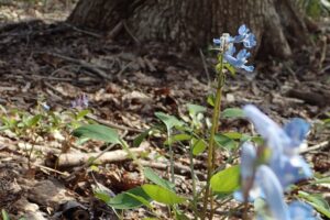 エゾエンゴザクの水色の花