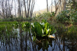 ミズバショウの花と大きく育った葉