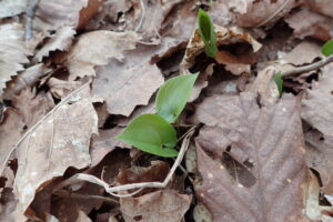 マイヅルソウの葉