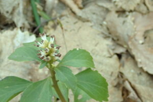 フッキソウの地味な白い花