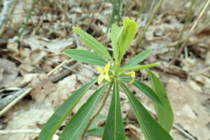 ナニワズの黄色い花