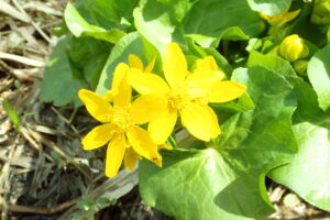 エゾノリュウキンカの黄色い花