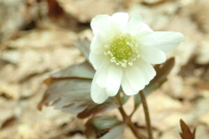 キクザキイチゲの白い花