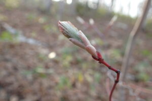 ハウチワカエデの白い産毛をまとった芽