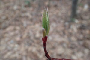 赤い枝先に尖った芽出し