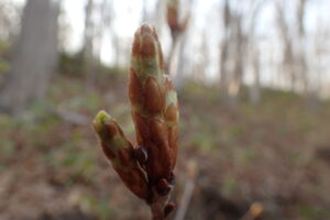 ミズナラ開きそうな冬芽
