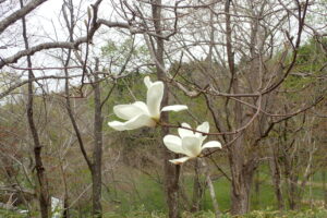 ハクモクレンの白い花