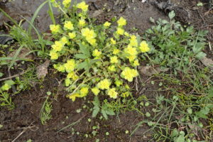 ネコノメソウの黄色い花