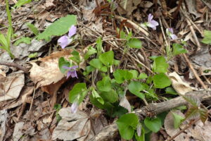 オオタチツボスミレの紫色の花