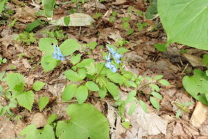 エゾエンゴザクの水色の花