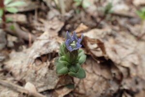 フデリンドウの紫色の花