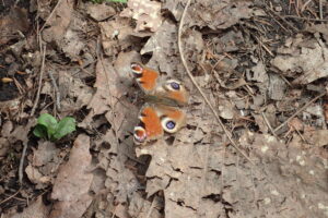 翅に目玉模様の付いているクジャクチョウ