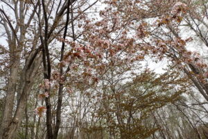 エゾヤマザクラの桃色の花