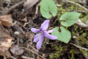 ミヤマスミレの紫色の花
