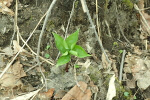 ツクバネソウの4枚のカールした葉