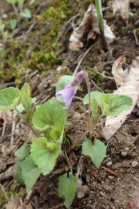 タチツボスミレの紫色の花