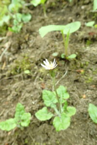 センボンヤリの白い花