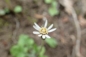 センボンヤリの花