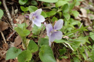 タチツボスミレの紫色の花