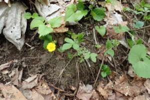 キジムシロの黄色い花