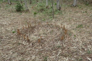 ヤマドリゼンマイのサークル状の芽