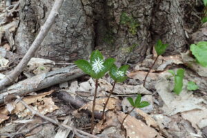 ヒトリシズカのブラシのような白い花