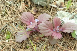 ニシキゴロモの紫がかった葉と青い花