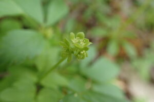 レンプクソウの黄緑色の小さな花