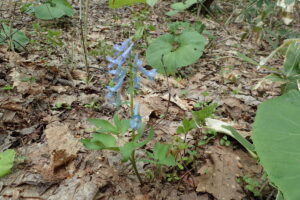 エゾエンゴサクの青色の花