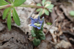 フデリンドウの小さい青い花