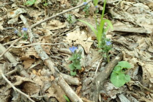 フデリンドウの青い花