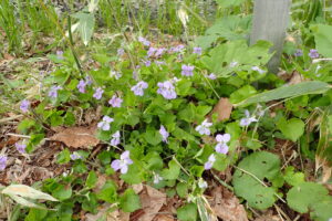 オオタチツボスミレの紫色の花の群生
