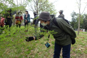 カラマツの花を観察する参加者