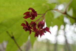 ハウチワカエデの深い赤色の花