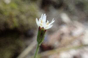 センボンヤリの白っぽい花