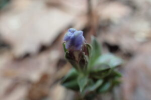 フデリンドウの青い蕾