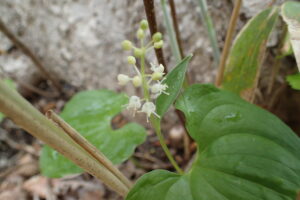 マイヅルソウの白い花