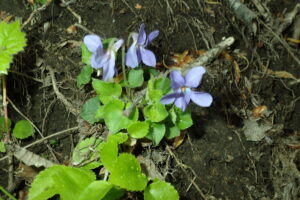 タチツボスミレの紫色の花