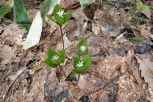 ヒトリシズカのブラシのような白い花