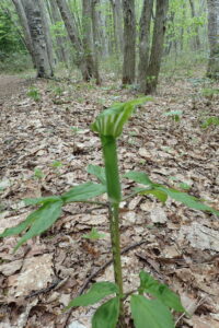 マムシグサの緑色の花