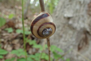 サッポロマイマイ