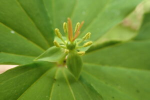 ツクバネソウの緑色の花