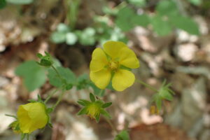 キジムシロの黄色い花