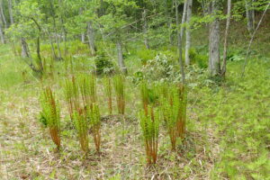 伸び始めたヤマドリゼンマイ