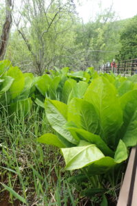 大きく育ったミズバショウの葉