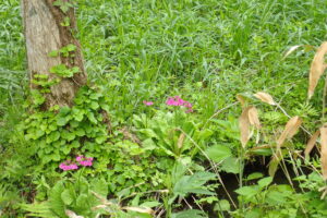 クリンソウの桃色の花