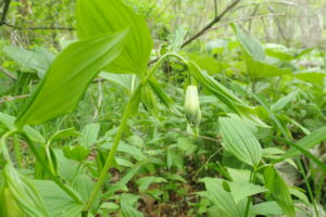 ホウチャクソウの下向きの花