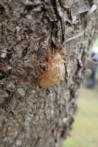 木の幹に付いていたエゾハルゼミの抜け殻