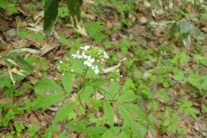 コンロンソウの白い花